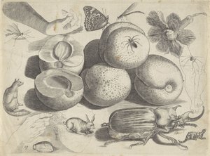 Hoja de estudio con ejemplos de dibujo: frutas, animales, insectos y manos
Ejemplos de dibujos (título de la serie) de Michael Snijders