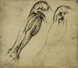 Estudios anatómicos de una pierna de Michelangelo Buonarroti