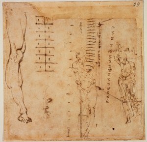 Estudios gráficos de Michelangelo Buonarroti