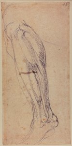 Estudio de la pierna de Michelangelo Buonarroti