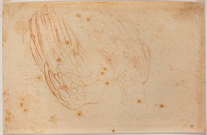 Boceto de un águila de Michelangelo Buonarroti