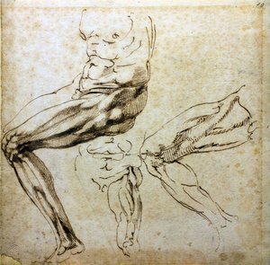 Estudios de piernas, 1524-1525 de Michelangelo Buonarroti
