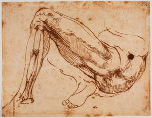Estudio de las piernas