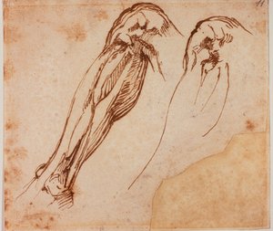 Estudios de dos piernas de Michelangelo Buonarroti