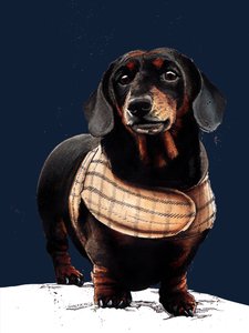 Arthur The Dachshund en Midnight Blue, 2020 de Mike Davis