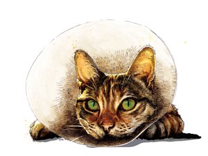 Gato de bienestar en blanco, 2020