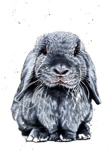Grey One The Bunny en Blanco, 2019