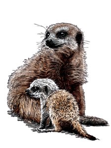 Nueva cría de suricata en blanco, 2020