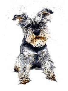 Ollie The Schnauzer en Blanco, 2019