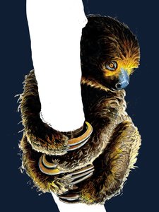 Talita The Sloth en Midnight Blue, 2020