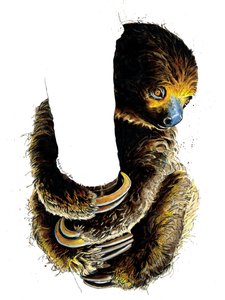 Talita The Sloth en Blanco, 2019