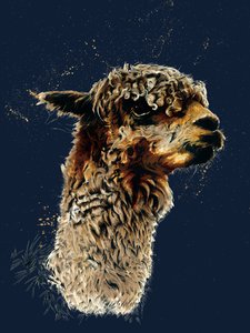 La alpaca en azul noche, 2020
