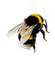 La Abeja en Blanco, 2019 de Mike Davis