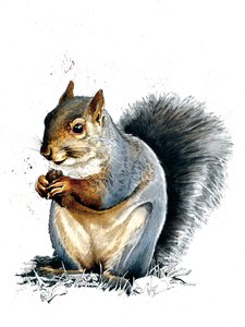 La ardilla gris en blanco, 2019