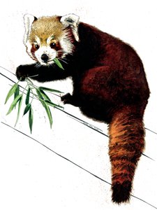 El panda rojo en blanco, 2020
