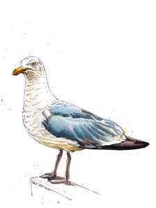 La gaviota en blanco, 2020 de Mike Davis