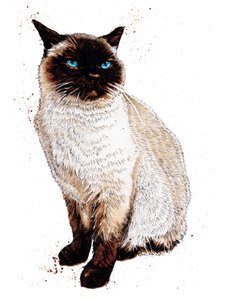 El gato siamés en blanco, 2020 de Mike Davis