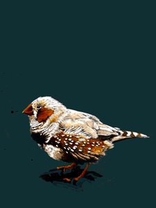 El Zebrafinch en Deep Cyan, 2020 de Mike Davis