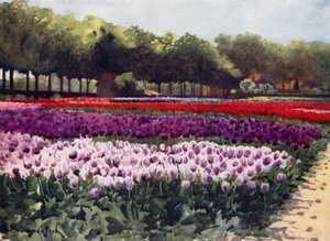 Tulipanes Darwin