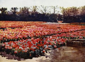 "Brotan, brotan, florecen frescos y hermosos, y adornan el mundo con sus ricos y pomposos espectáculos"