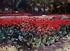 Tulipanes en su Esplendor