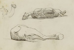 (Estudios sobre el camello) de Miner Kilbourne Kellogg