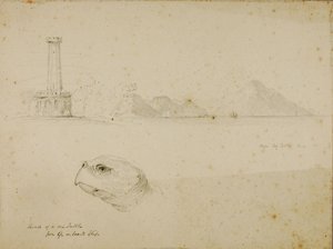Cabeza de tortuga marina de Miner Kilbourne Kellogg