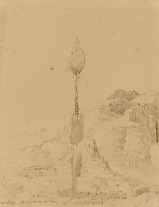 Roble en el monte Sinaí