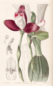 Lycaste macrophylla (como sin. Lycaste plana)