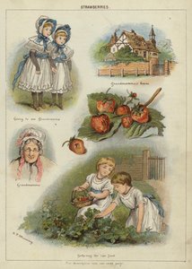 Fresas de Miss Eliza F. Manning