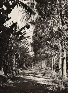 Construyendo un Imperio en la era fascista: un huerto en Cheren, 09/05/1936 (foto en b/n) de Modestino Baldinetti