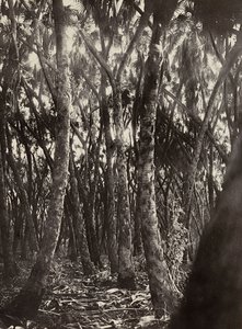 Construyendo un Imperio en la era fascista: un bosque de palmas Dum, 09/05/1936 de Modestino Baldinetti