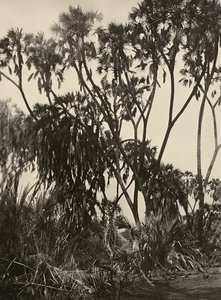 Construyendo un Imperio en la era fascista: un bosque de palmeras Dum, 09/05/1936 de Modestino Baldinetti