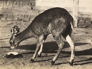 Construyendo un Imperio en la era fascista: un antílope, 09/05/1936 de Modestino Baldinetti