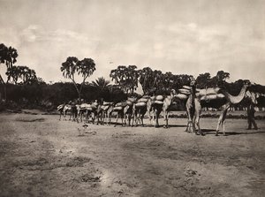 Construyendo un Imperio en la era fascista: caravana de camellos, 09/05/1936