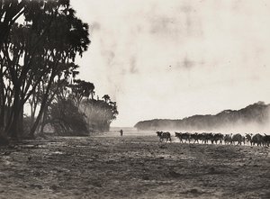 Construyendo un Imperio en la era fascista: ganado dirigido hacia el río Gasc, 09/05/1936 de Modestino Baldinetti