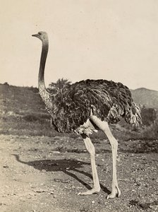 Construyendo un Imperio en la era fascista: ejemplo de un avestruz, 09/05/1936 (foto en b/n) de Modestino Baldinetti