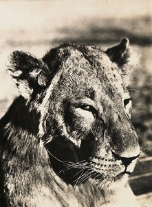 Construyendo un Imperio en la era fascista: cabeza de un león, 09/05/1936 de Modestino Baldinetti
