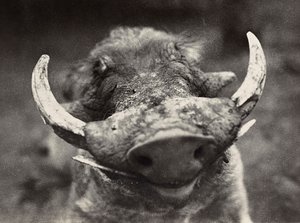 Construyendo un Imperio en la era fascista: cabeza de un jabalí, 09/05/1936 de Modestino Baldinetti
