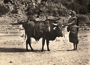 Construyendo un Imperio en la era fascista: nómada, 09/05/1936 (foto en b/n) de Modestino Baldinetti