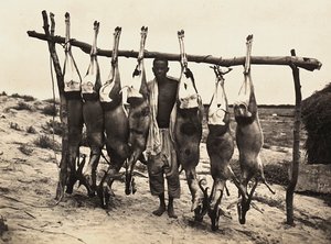 Construyendo un Imperio en la era fascista: algunos ciervos capturados, 09/05/1936 de Modestino Baldinetti