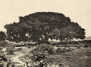 Construyendo un Imperio en la era fascista: el Sicomoro, corte de prisioneros italianos en 1896 en Adua, 09/05/1936 de Modestino Baldinetti