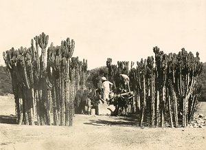 Construyendo un Imperio en la era fascista: pozo en Nacfa, 09/05/1936