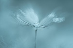 Flor azul de ensueño