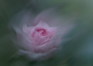 Rosa de ensueño de Molly Fu APA