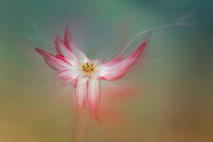 Flor rosa etérea de Molly Fu APA