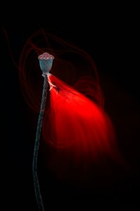 Cápsula de amapola luminosa de Molly Fu APA