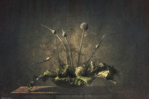 Naturaleza muerta botánica oscura