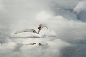 Pareja de cisnes serenos