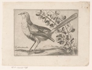 Vogel Codazinzola (título sobre objeto) Vogels (título de la serie) de Monogrammist AG